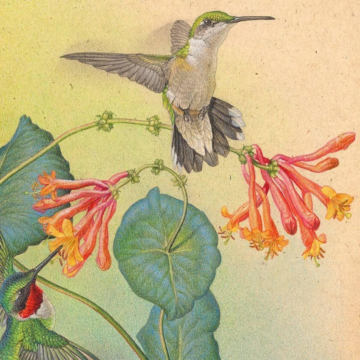 Ruby-throated Hummingbirds with Trumpet Flower - Canvas Print | Artwork by Glen Loates