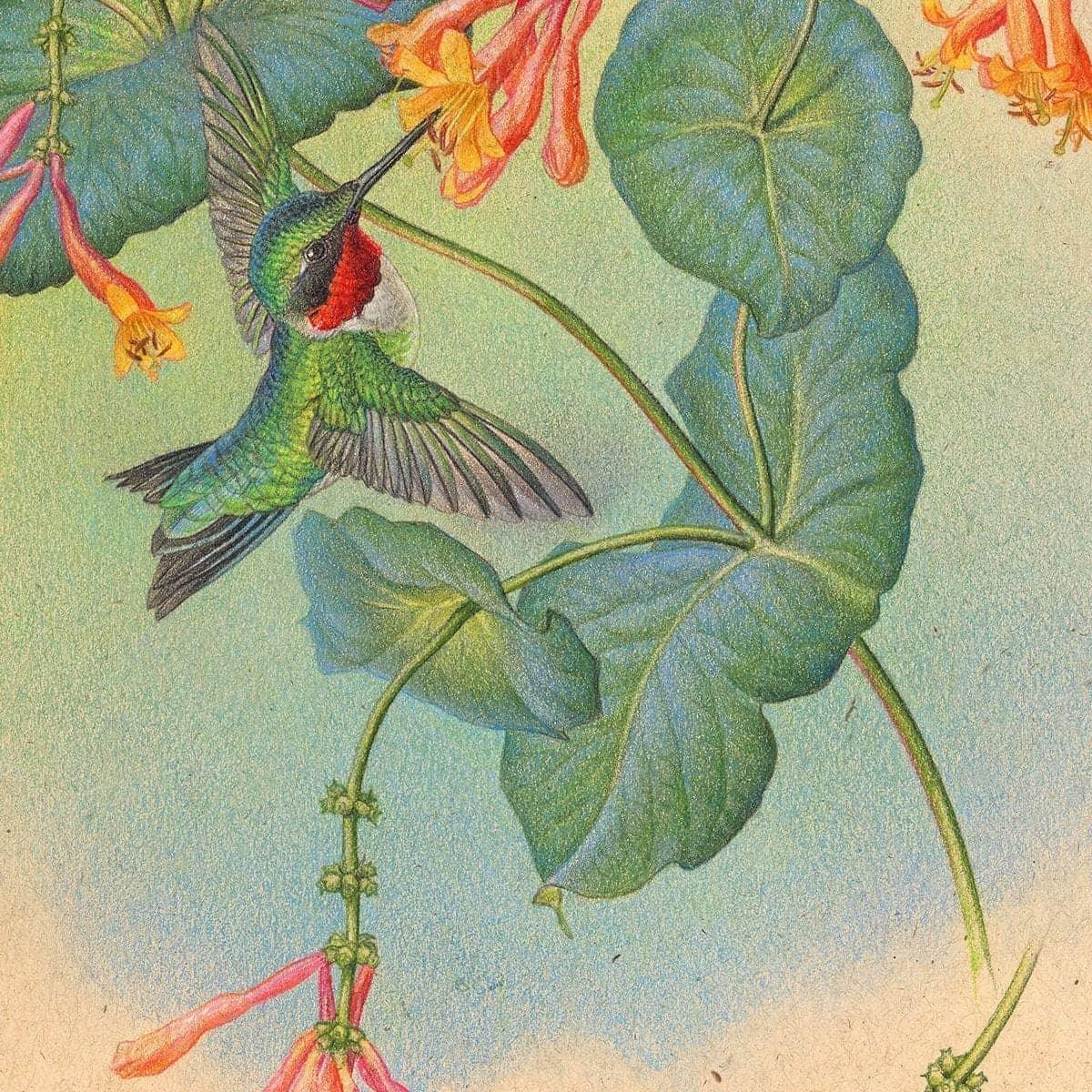 Ruby-throated Hummingbirds with Trumpet Flower - Canvas Print | Artwork by Glen Loates
