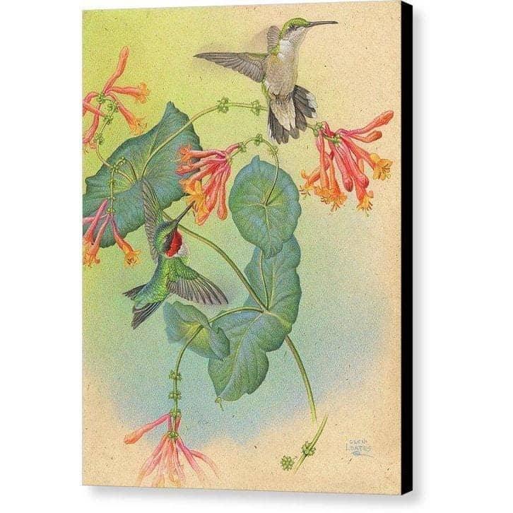 Ruby-throated Hummingbirds with Trumpet Flower - Canvas Print | Artwork by Glen Loates