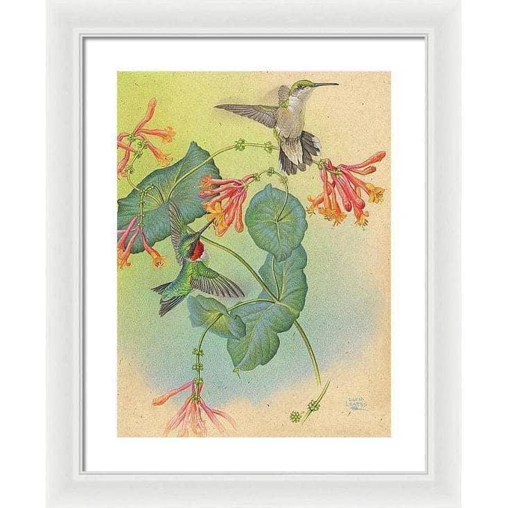Ruby-throated Hummingbirds with Trumpet Flower - Framed Print | Artwork by Glen Loates