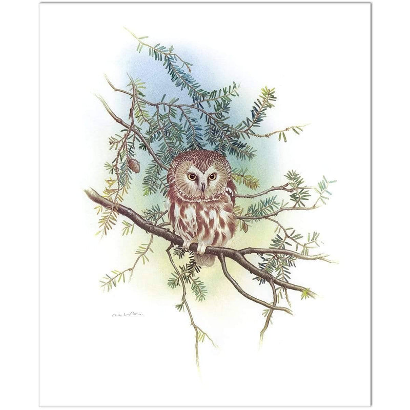 Saw-Whet Owl by Glen Loates, giclée on paper: a saw-whet owl perched on a hemlock branch