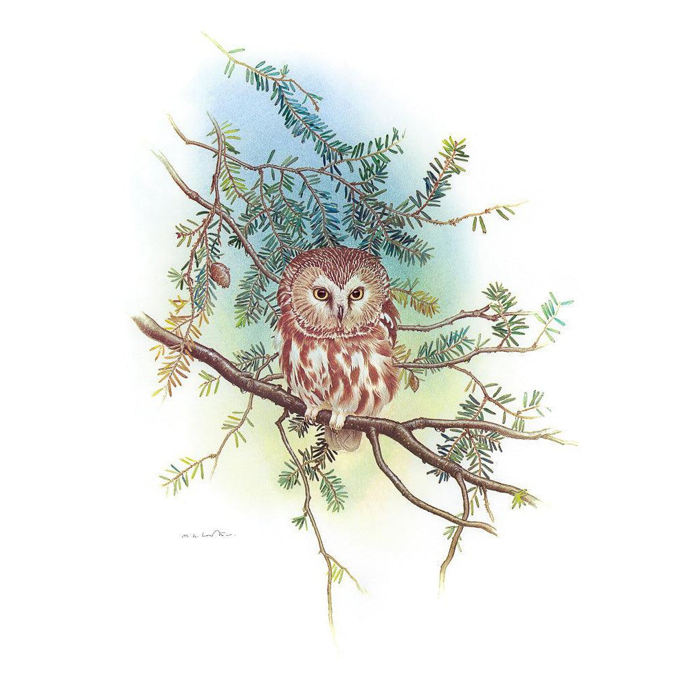 Saw-Whet Owl - Canvas Print | Artwork by Glen Loates