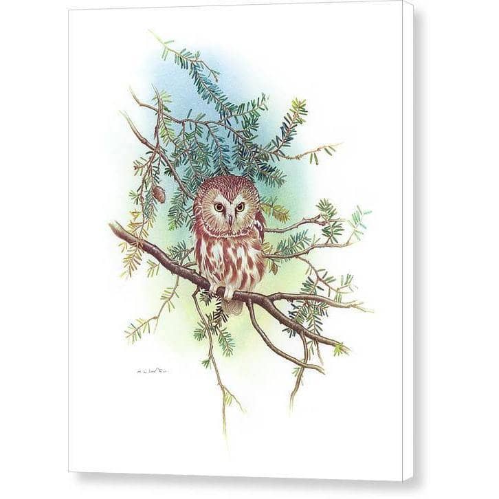 Saw-Whet Owl - Canvas Print | Artwork by Glen Loates