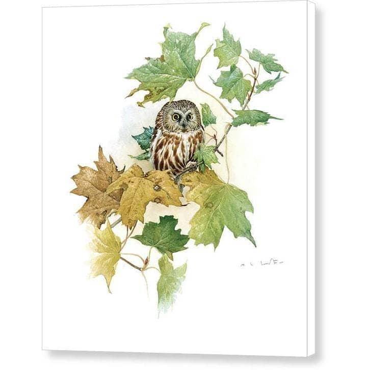 Saw-Whet Owl in Maple Tree - Canvas Print | Artwork by Glen Loates