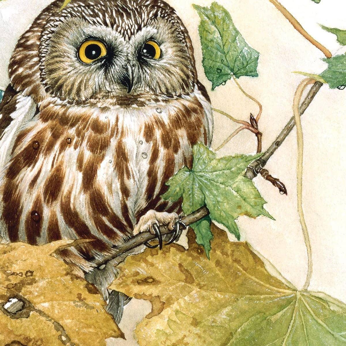 Saw-Whet Owl in Maple Tree - Canvas Print | Artwork by Glen Loates