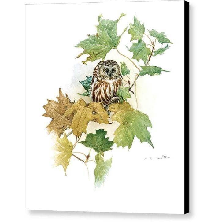 Saw-Whet Owl in Maple Tree - Canvas Print | Artwork by Glen Loates