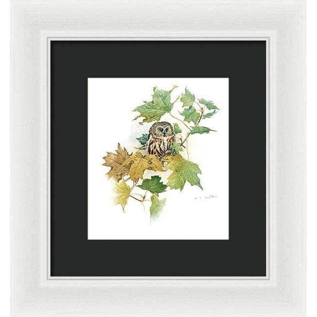 Saw-Whet Owl in Maple Tree - Framed Print | Artwork by Glen Loates