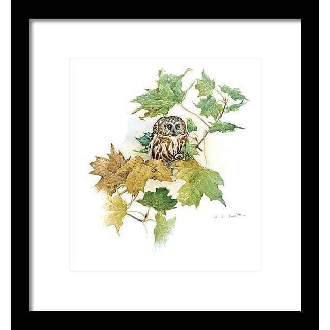 Saw-Whet Owl in Maple Tree - Framed Print | Artwork by Glen Loates