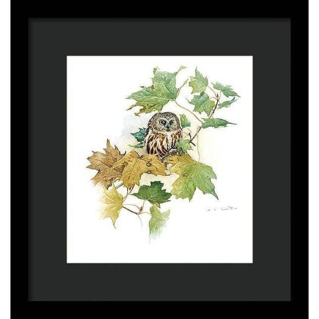 Saw-Whet Owl in Maple Tree - Framed Print | Artwork by Glen Loates