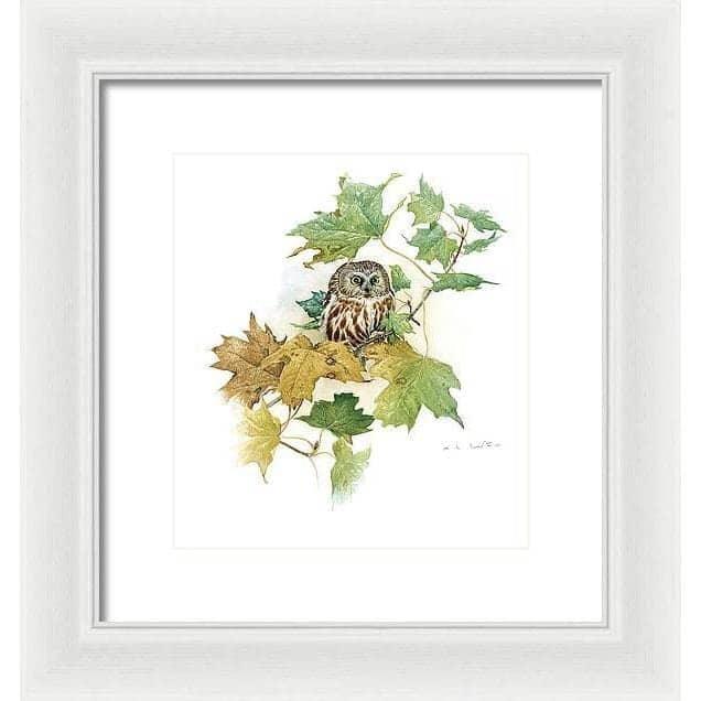 Saw-Whet Owl in Maple Tree - Framed Print | Artwork by Glen Loates