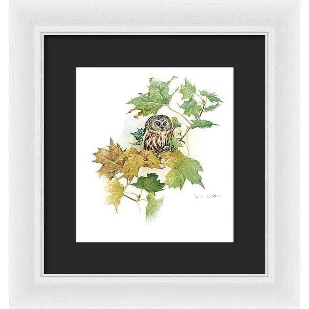 Saw-Whet Owl in Maple Tree - Framed Print | Artwork by Glen Loates