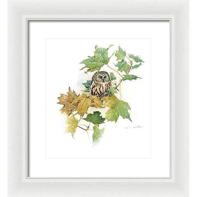 Saw-Whet Owl in Maple Tree - Framed Print | Artwork by Glen Loates