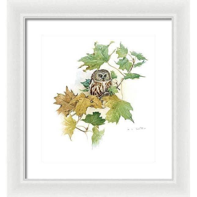 Saw-Whet Owl in Maple Tree - Framed Print | Artwork by Glen Loates