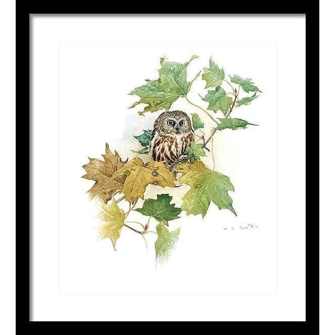 Saw-Whet Owl in Maple Tree - Framed Print | Artwork by Glen Loates