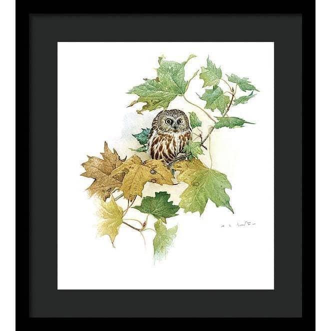 Saw-Whet Owl in Maple Tree - Framed Print | Artwork by Glen Loates