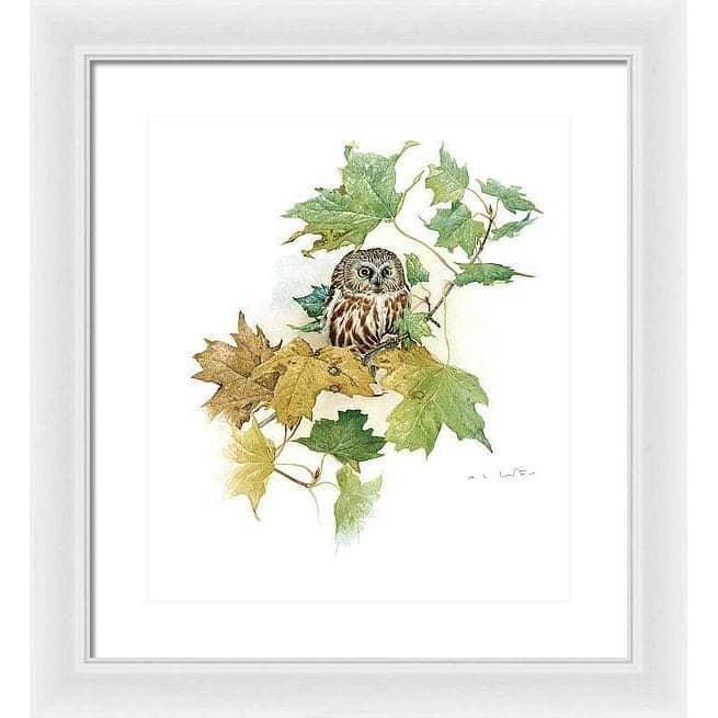 Saw-Whet Owl in Maple Tree - Framed Print | Artwork by Glen Loates