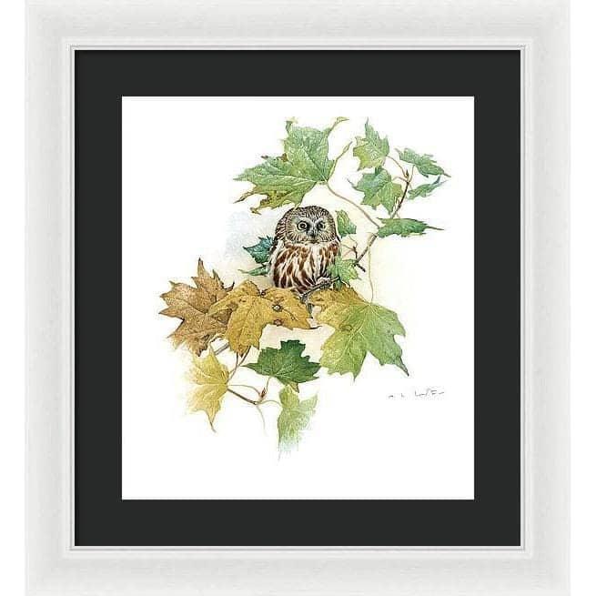 Saw-Whet Owl in Maple Tree - Framed Print | Artwork by Glen Loates