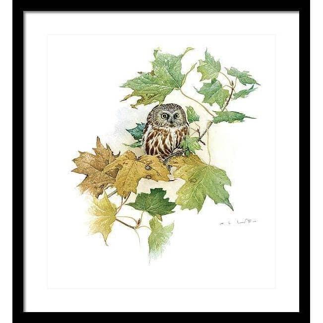 Saw-Whet Owl in Maple Tree - Framed Print | Artwork by Glen Loates