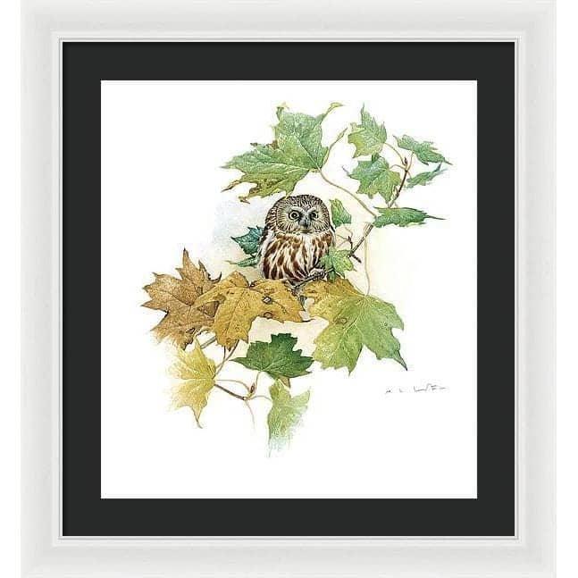 Saw-Whet Owl in Maple Tree - Framed Print | Artwork by Glen Loates