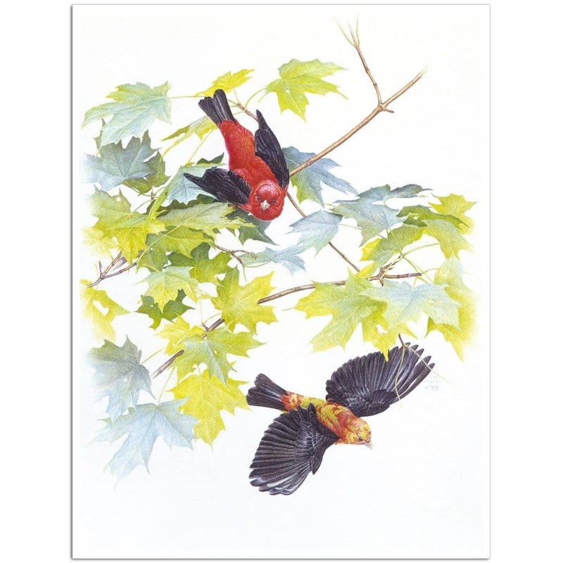 Scarlet Tanagers by Glen Loates, giclée on paper: two scarlet tanagers among fresh maple leaves