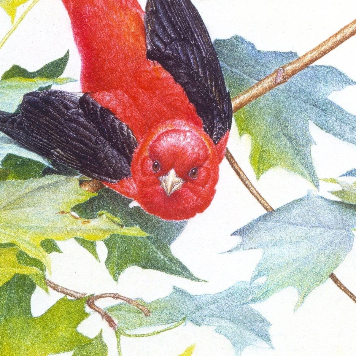 Scarlet Tanagers - Canvas Print | Artwork by Glen Loates