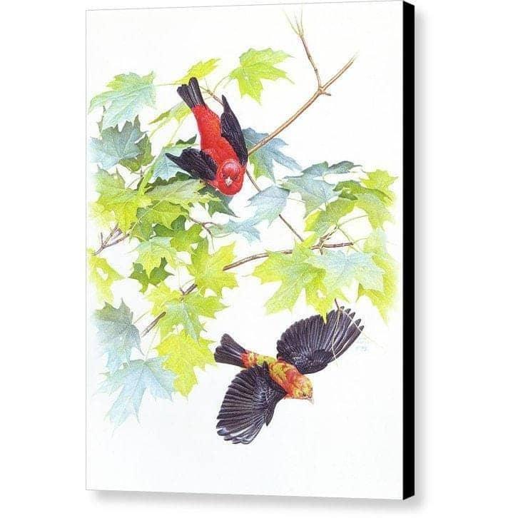 Scarlet Tanagers - Canvas Print | Artwork by Glen Loates