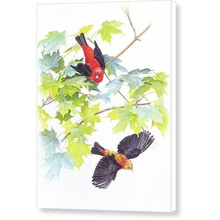 Scarlet Tanagers - Canvas Print | Artwork by Glen Loates