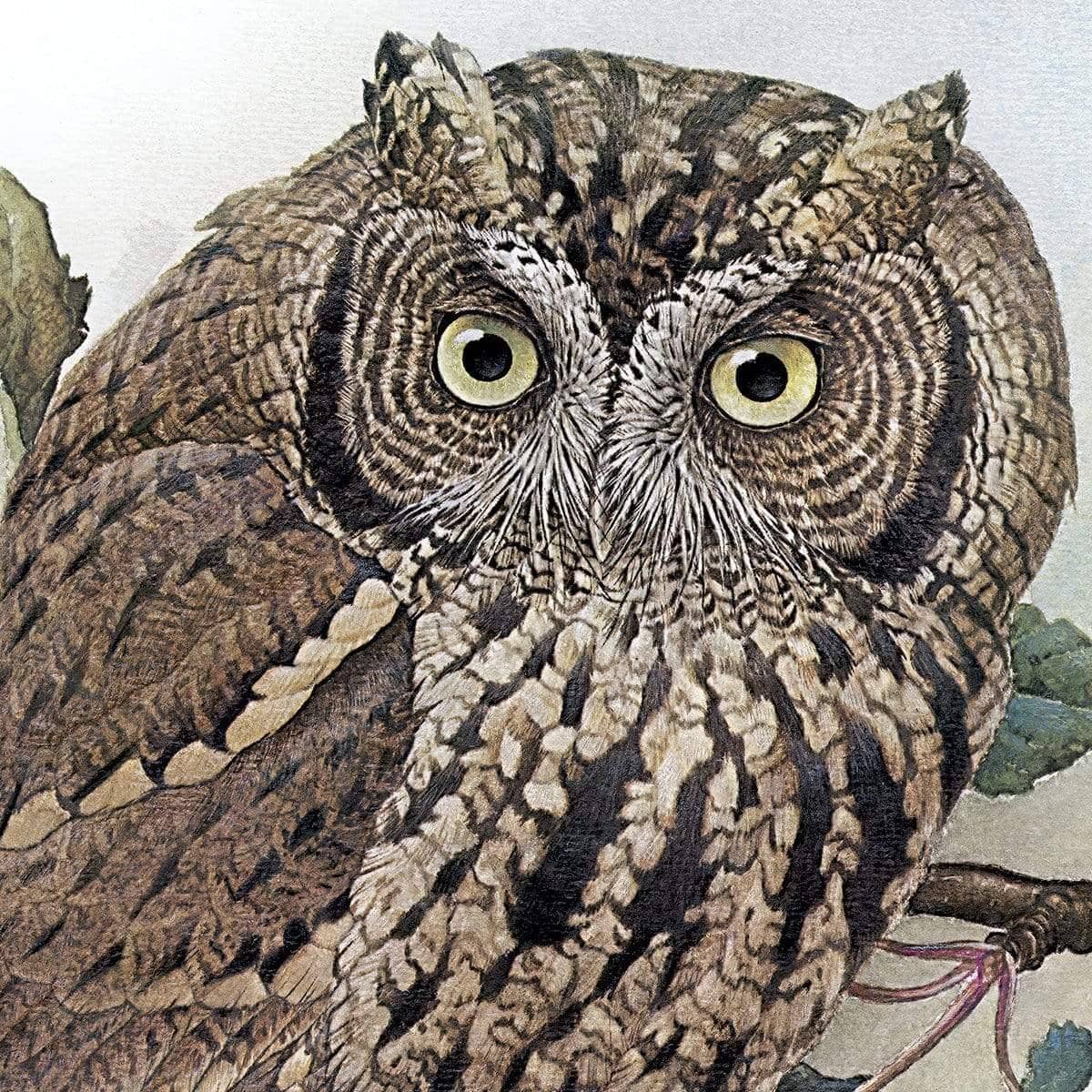 Screech Owl with Field Mouse - Framed Print | Artwork by Glen Loates