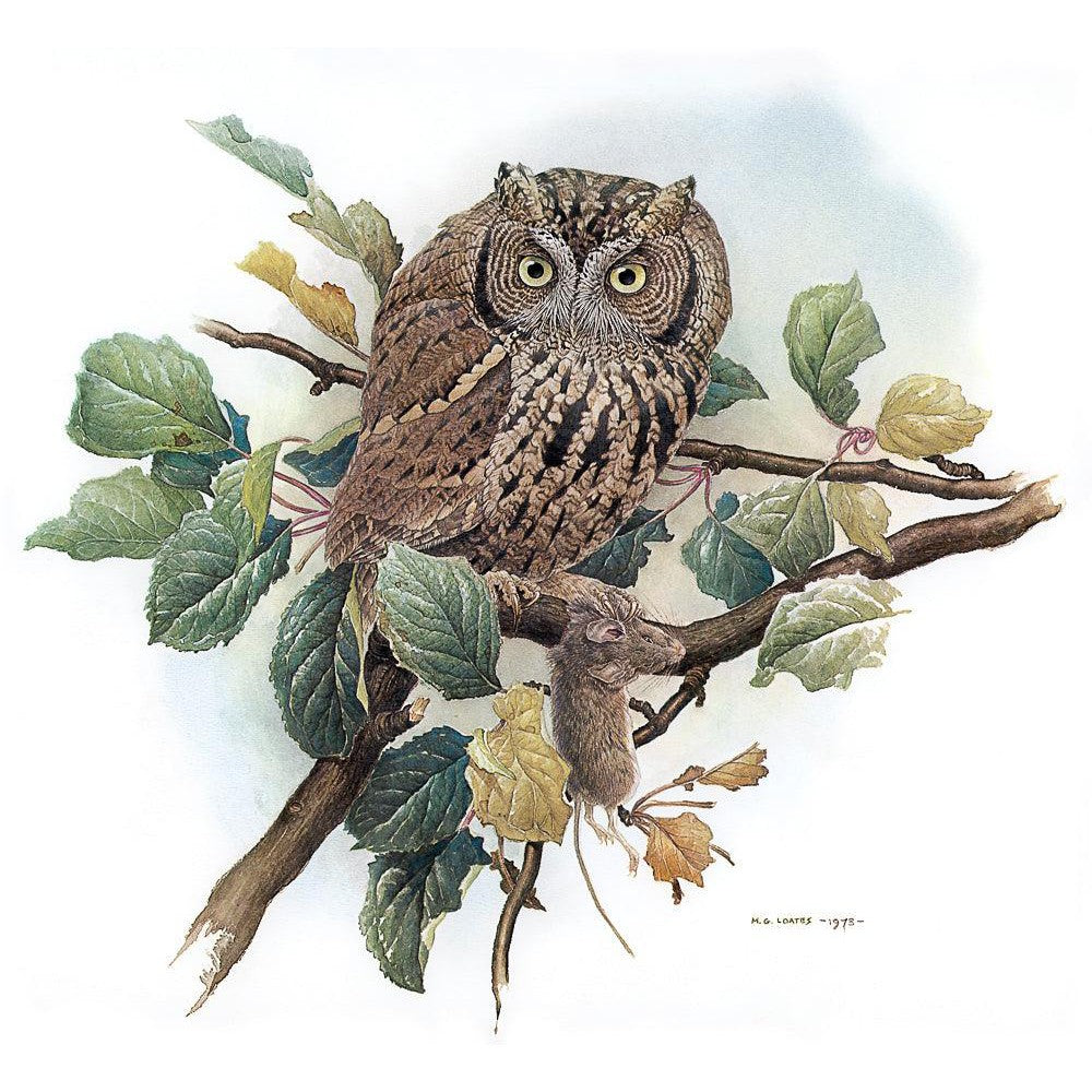 Screech Owl with Field Mouse - Framed Print | Artwork by Glen Loates