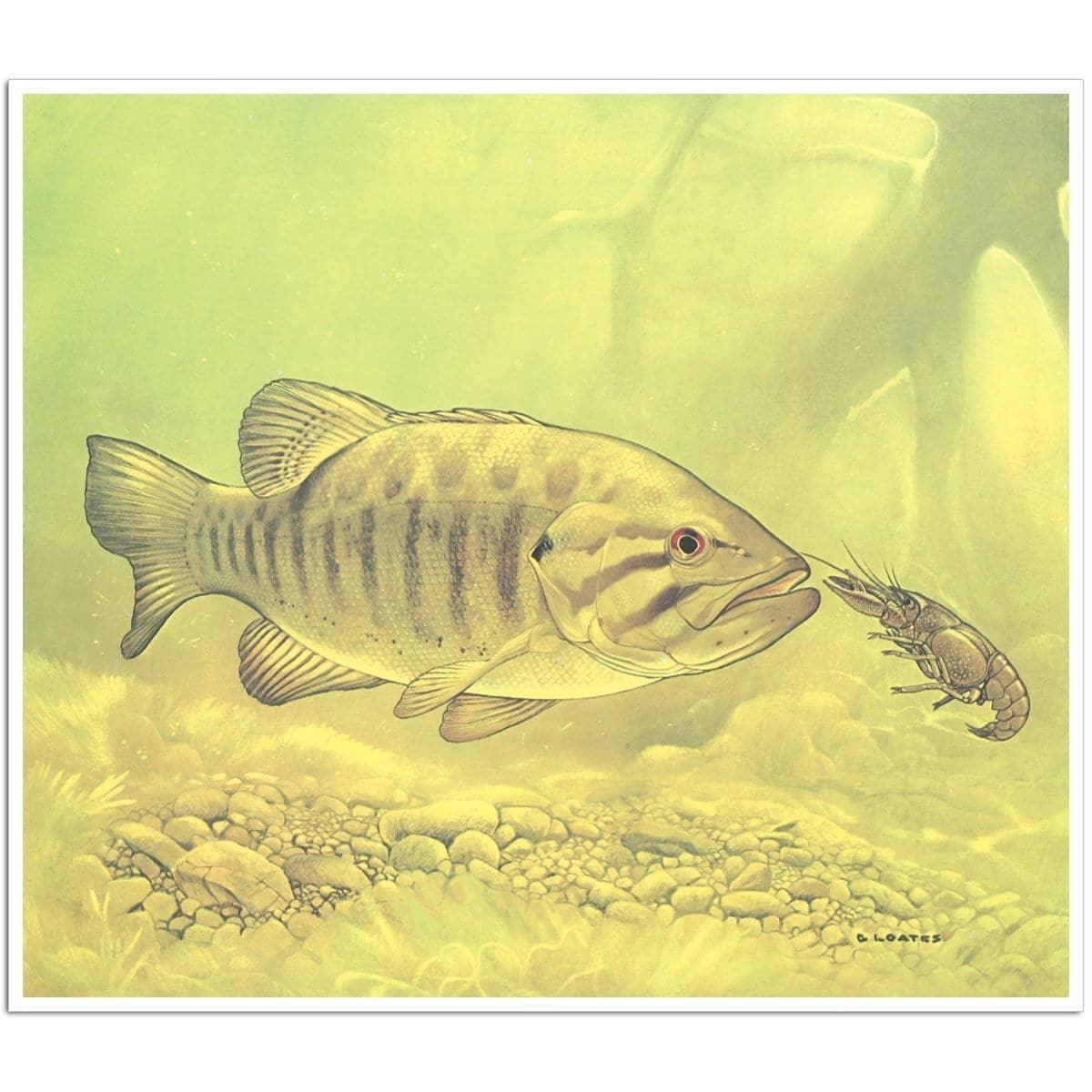 Small Mouth Bass Pursuing Crayfish - Art Print | Artwork by Glen Loates