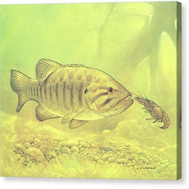 Small Mouth Bass Pursuing Crayfish - Canvas Print | Artwork by Glen Loates