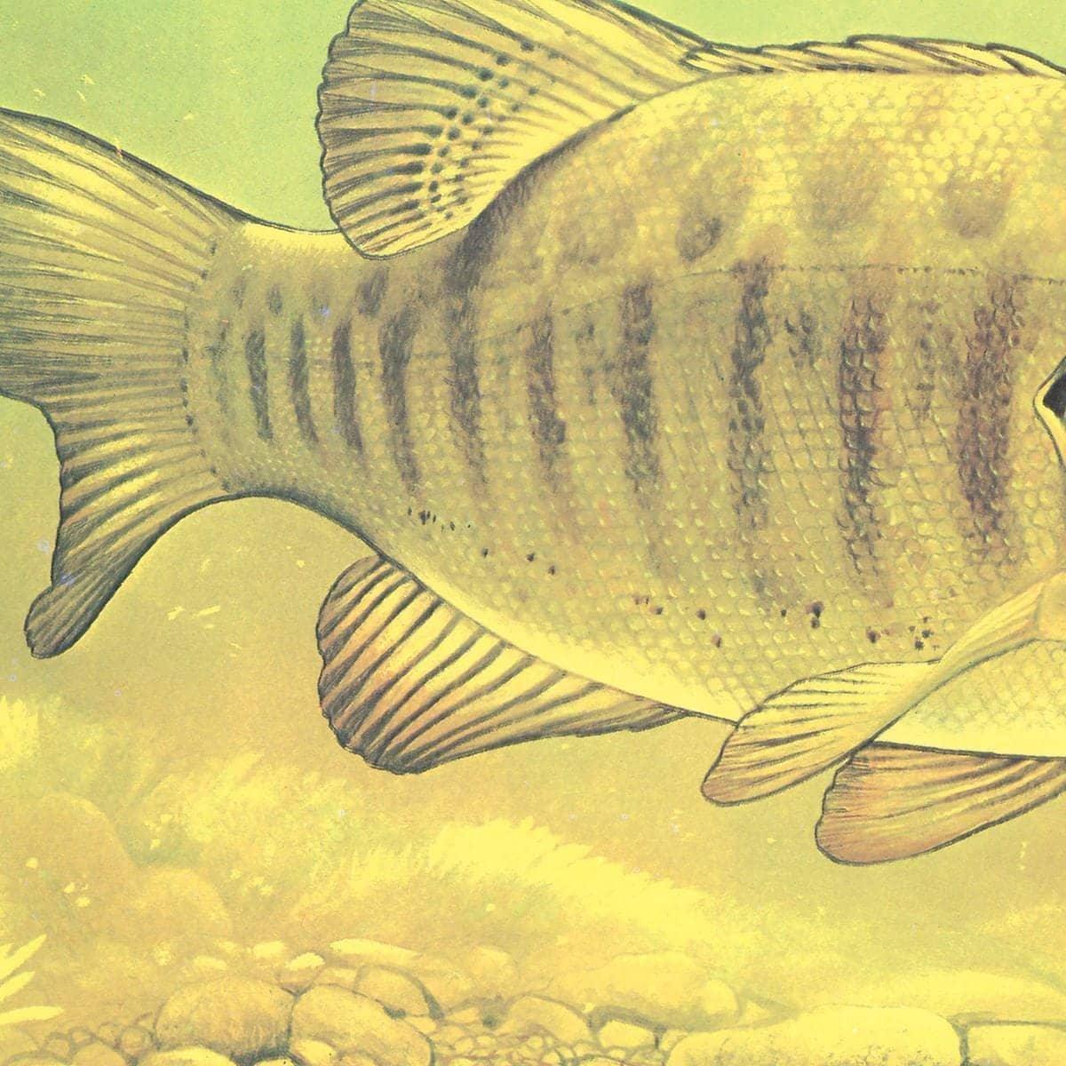 Small Mouth Bass Pursuing Crayfish - Canvas Print | Artwork by Glen Loates
