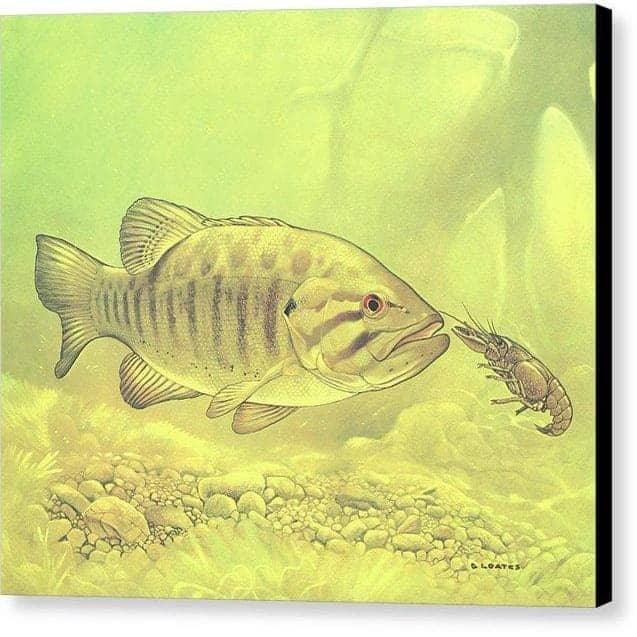 Small Mouth Bass Pursuing Crayfish - Canvas Print | Artwork by Glen Loates
