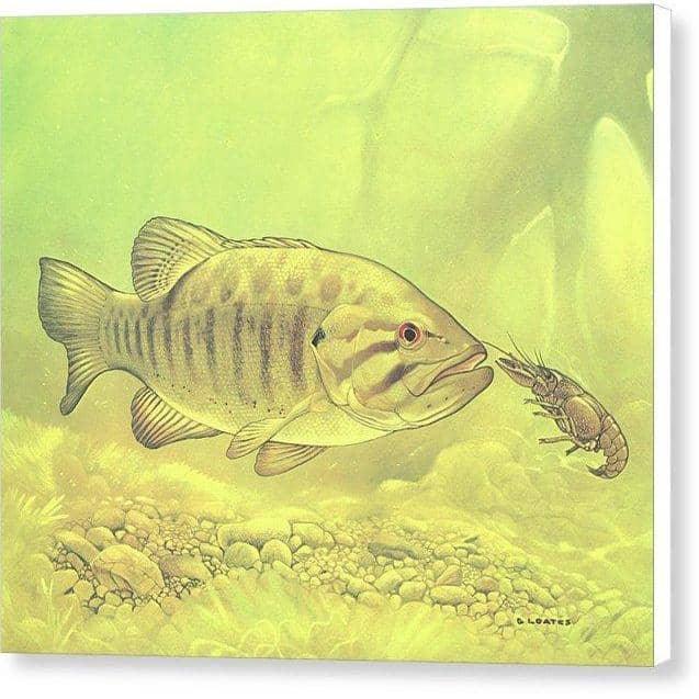 Small Mouth Bass Pursuing Crayfish - Canvas Print | Artwork by Glen Loates