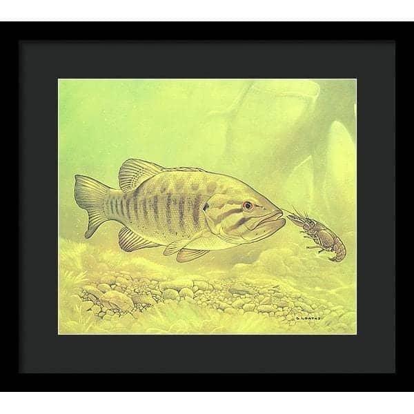 Small Mouth Bass Pursuing Crayfish - Framed Print | Artwork by Glen Loates