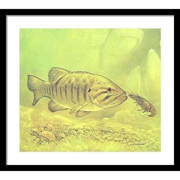 Small Mouth Bass Pursuing Crayfish - Framed Print | Artwork by Glen Loates