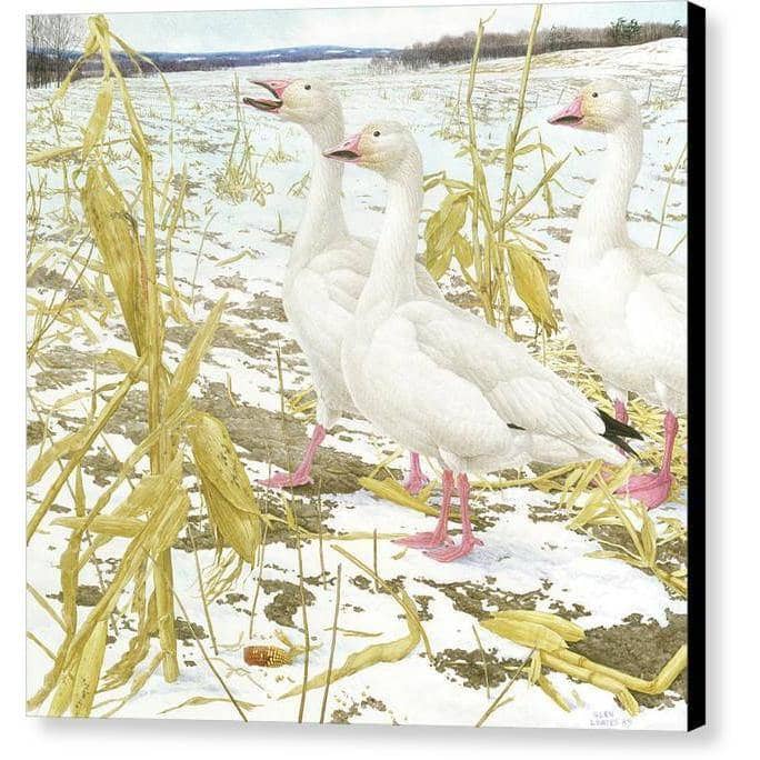 Snow Geese in Corn Field - Canvas Print | Artwork by Glen Loates
