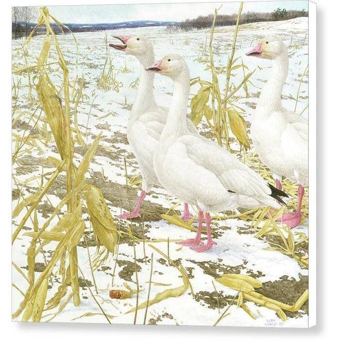 Snow Geese in Corn Field - Canvas Print | Artwork by Glen Loates