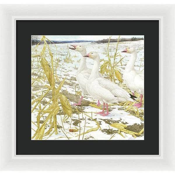 Snow Geese in Corn Field - Framed Print | Artwork by Glen Loates