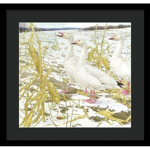 Snow Geese in Corn Field - Framed Print | Artwork by Glen Loates