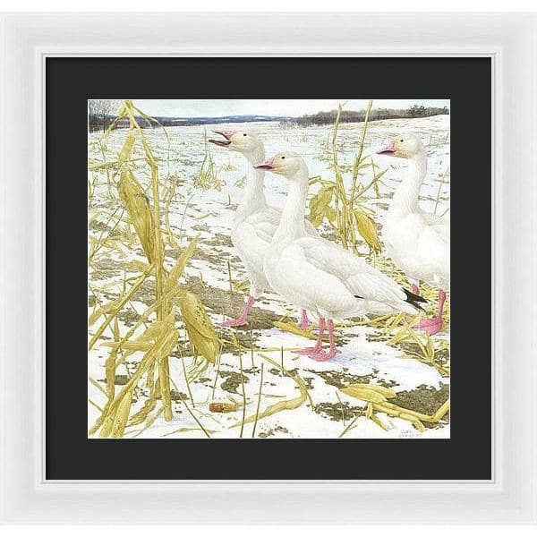 Snow Geese in Corn Field - Framed Print | Artwork by Glen Loates