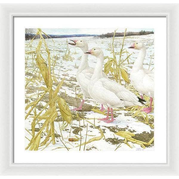 Snow Geese in Corn Field - Framed Print | Artwork by Glen Loates