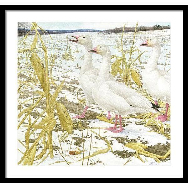 Snow Geese in Corn Field - Framed Print | Artwork by Glen Loates