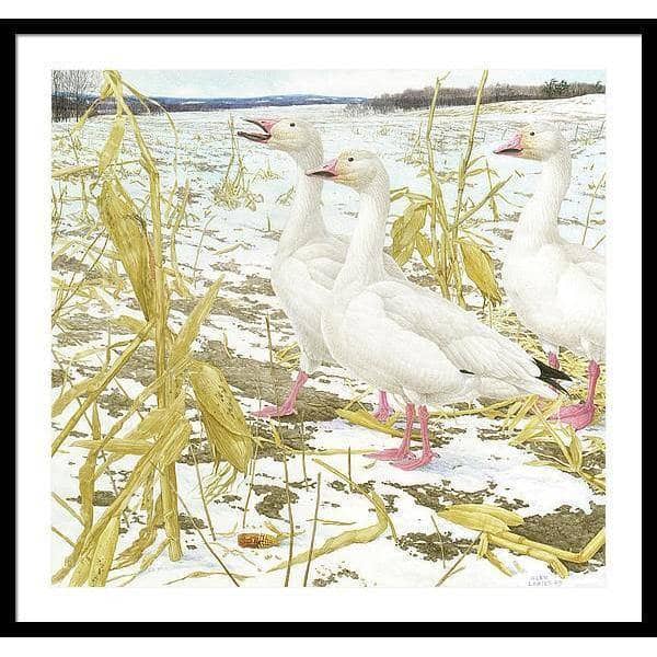 Snow Geese in Corn Field - Framed Print | Artwork by Glen Loates