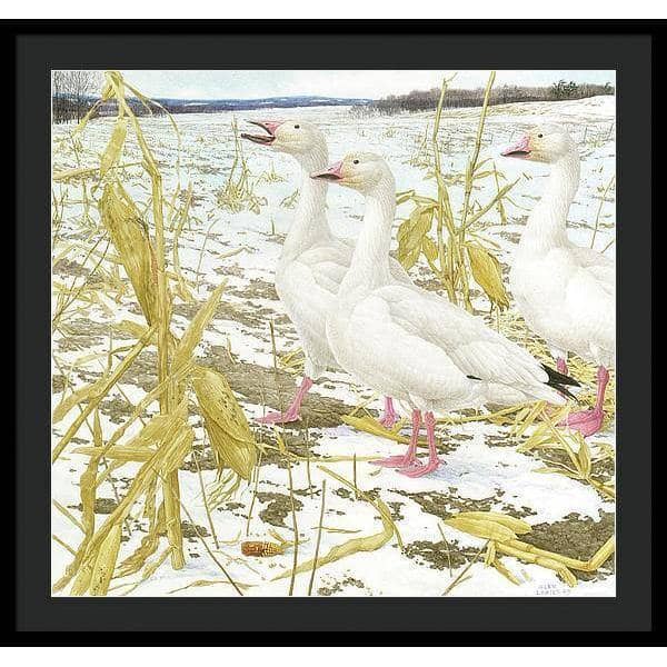 Snow Geese in Corn Field - Framed Print | Artwork by Glen Loates