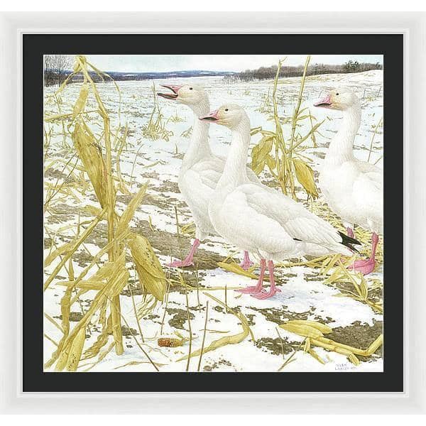 Snow Geese in Corn Field - Framed Print | Artwork by Glen Loates