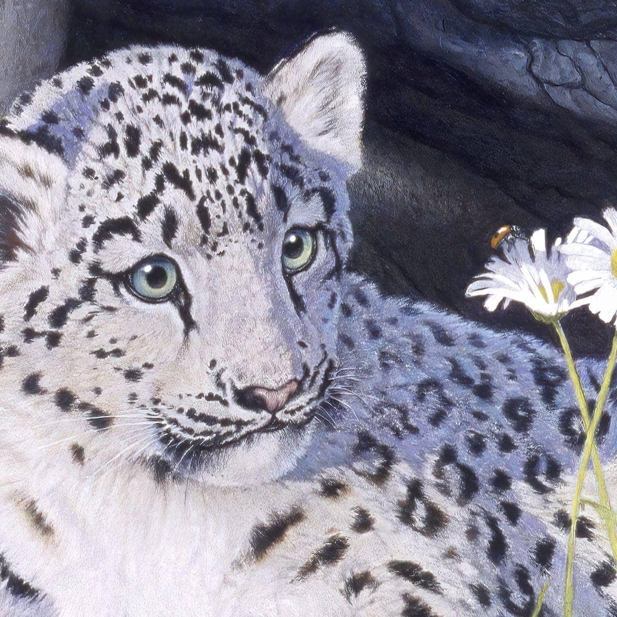 Snow Leopard Cub - Canvas Print | Artwork by Glen Loates
