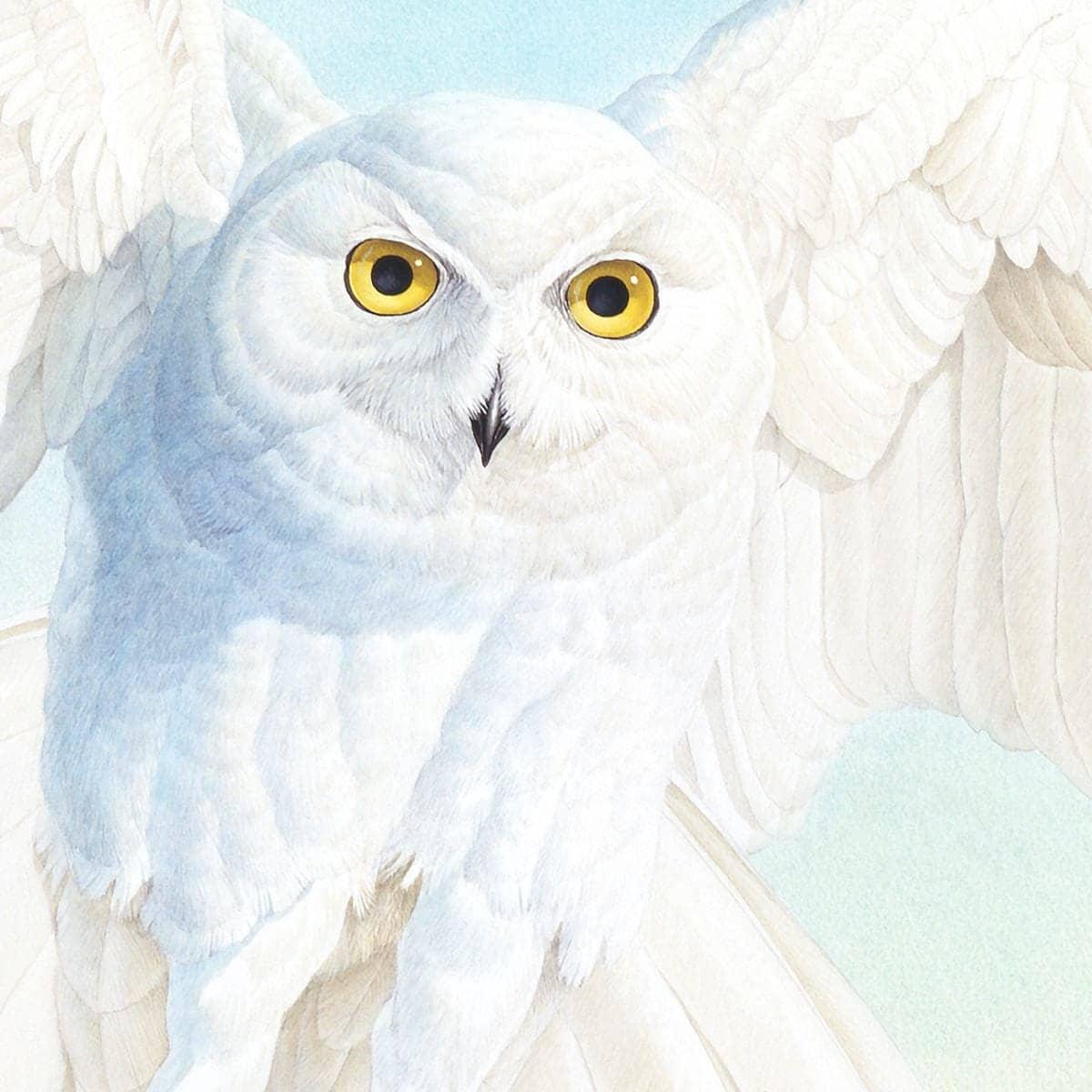 Snowy Owl - Canvas Print | Artwork by Glen Loates