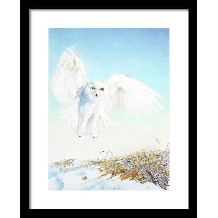 Snowy Owl - Framed Print | Artwork by Glen Loates