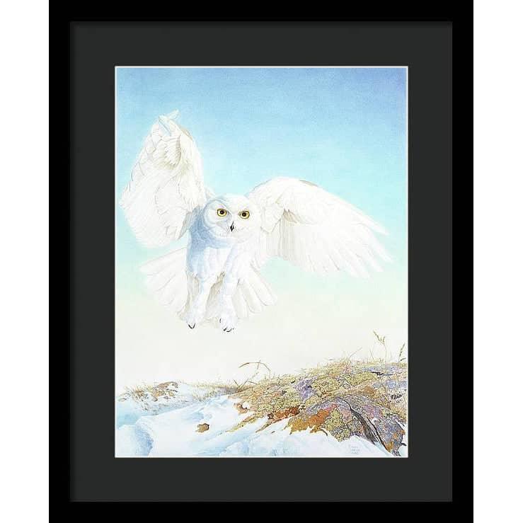 Snowy Owl - Framed Print | Artwork by Glen Loates